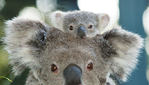 Billabong Koala and Wildlife Park - Grafton Accommodation